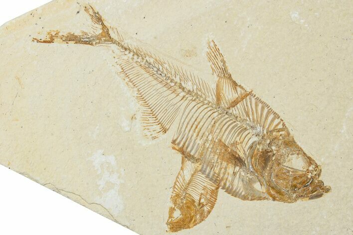 Multiple Fossil Fish (Diplomystus) Plate - Wyoming #224687